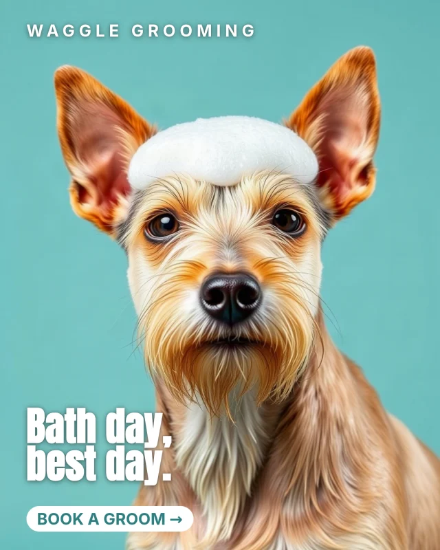 Waggle Grooming post: Bath day, best day: a terrier with a foam hat
